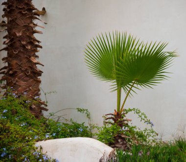 Duvarın arkasında palmiye ağaçları