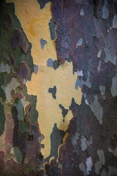 Bark Platanus Acerifolia Park Olot — Stockfoto