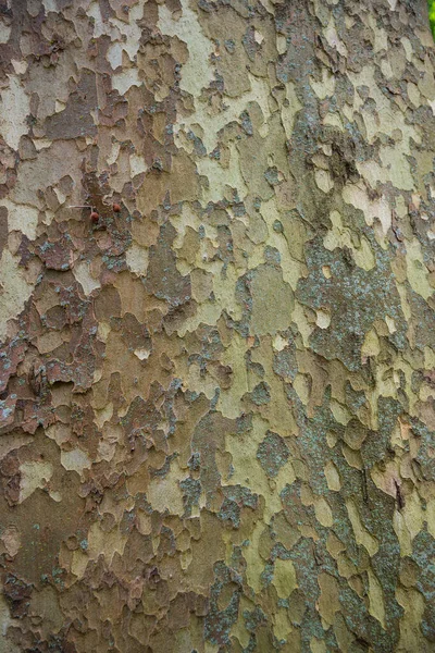 Kora Platanus Acerifolia Park Olot — Zdjęcie stockowe