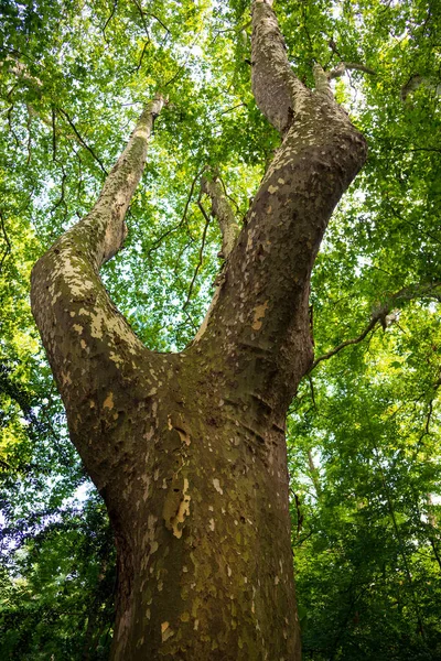 Plane trees in the park of the city of Olot