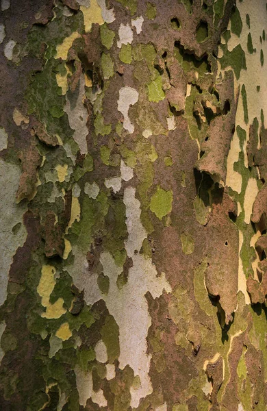 Corteccia Platano Acerifolia Parco Olot — Foto Stock