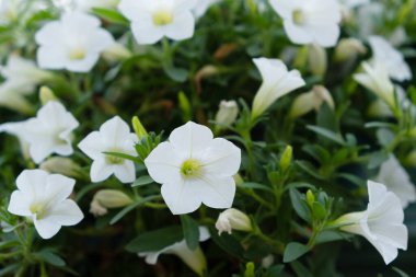 Surfinia Masası Bahçede beyaz çiçekler