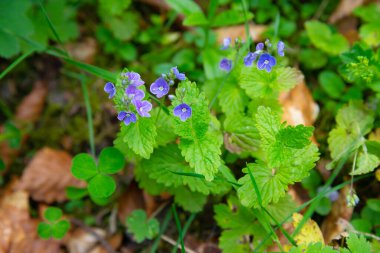 İlkbaharda vahşi Alman hız kuyusu