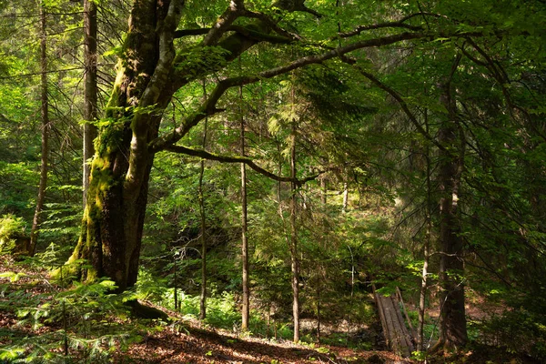 Bela Floresta Verão Montanhas Dos Cárpatos — Fotografia de Stock