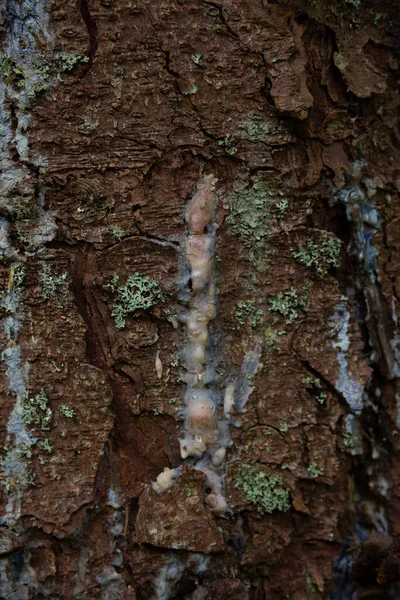 松木树干上的干树脂 — 图库照片