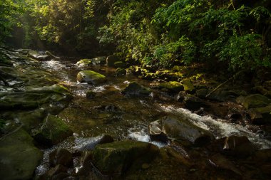 Batı Ukrayna, Avrupa 'da küçük dağ nehri manzarası