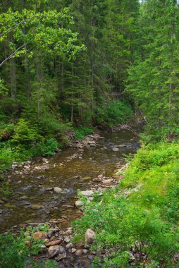Batı Ukrayna, Avrupa 'da küçük dağ nehri manzarası