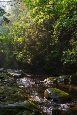 Batı Ukrayna, Avrupa 'da küçük dağ nehri manzarası