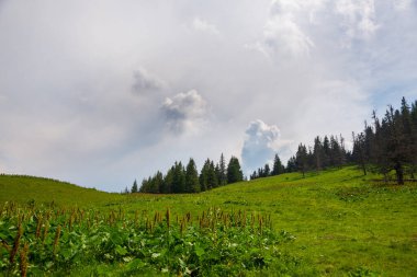 Karpat dağlarında güzel bir yaz manzarası