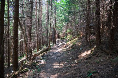 Yaz mevsiminde eski orman, Karpat Dağları
