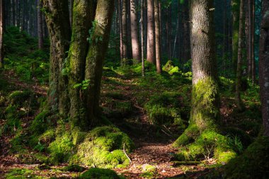 Sabahları çok güzel bir orman. Yaz zamanı, Karpat Dağları