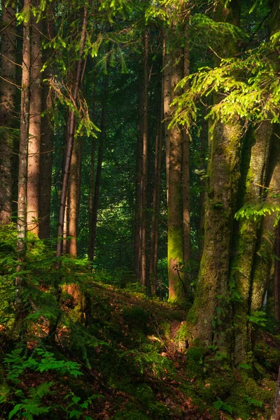 Hermoso Bosque Por Mañana Hora Verano Cárpatos —  Fotos de Stock