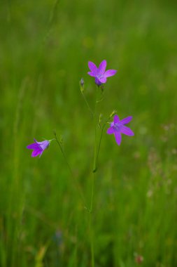 Mor mavi çiçek çanı, parlak yeşil arka planda Campanula persicifolia.