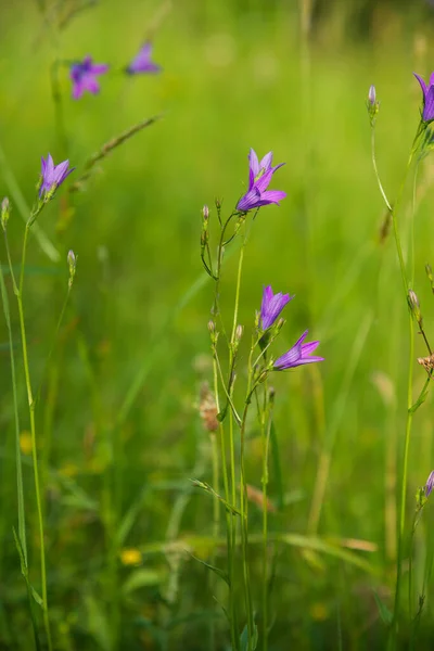 Cloche Fleurs Bleues Violettes Campanula Persicifolia Sur Fond Vert Vif — Photo