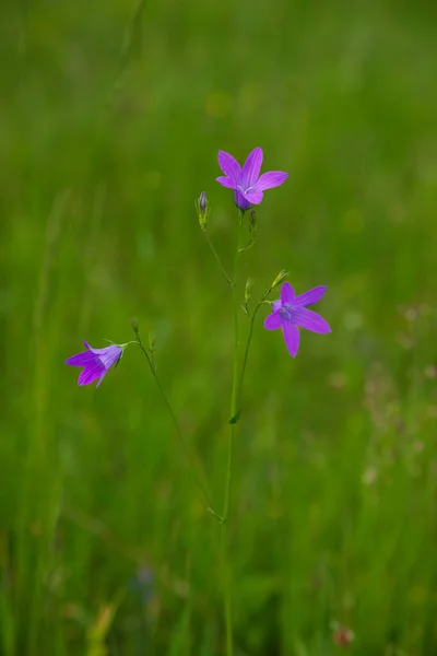 Violeta Flores Azuis Sino Campanula Persicifolia Fundo Natureza Verde Brilhante — Fotografia de Stock
