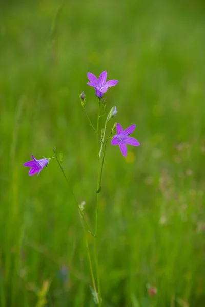 Violet Kék Virágok Harang Campanula Persicifolia Egy Élénk Zöld Természet — Stock Fotó