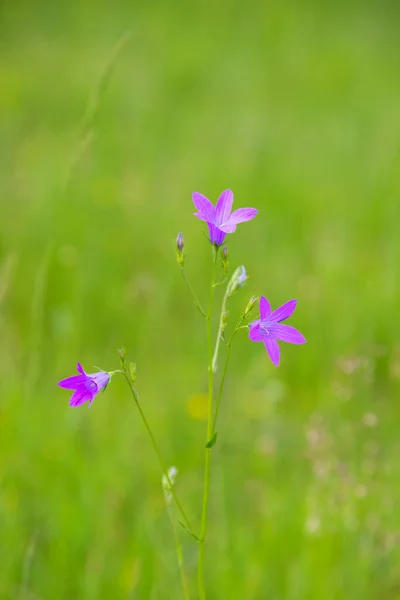 Violeta Flores Azuis Sino Campanula Persicifolia Fundo Natureza Verde Brilhante — Fotografia de Stock