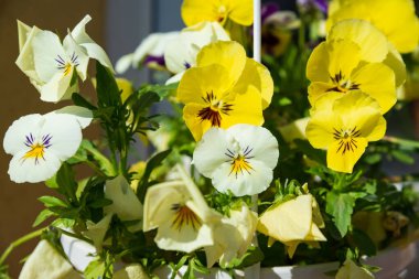 Çiçek saksısında Viola bitkisi, ev bahçesi, kapat.