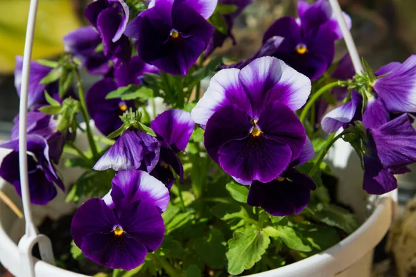 Viola Pflanze Blumentopf Hausgarten Nahaufnahme — Stockfoto