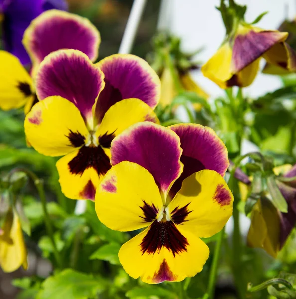 Roślina Viola Doniczce Domowy Ogród Zbliżenie — Zdjęcie stockowe