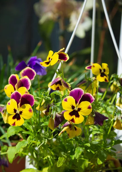 Viola Planta Maceta Jardín Casa Cerca — Foto de Stock