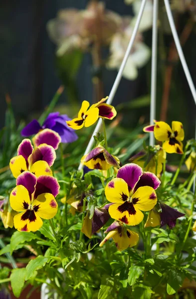 Viola Planta Maceta Jardín Casa Cerca — Foto de Stock