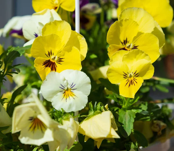 Viola Planta Maceta Jardín Casa Cerca — Foto de Stock