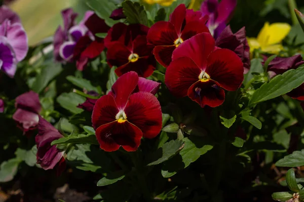 Viola Rostlina Zahradě Zavřít — Stock fotografie