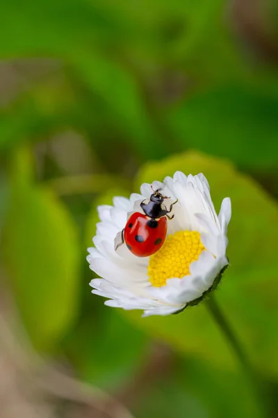 Coccinella Sul Fiore Margherita — Foto Stock