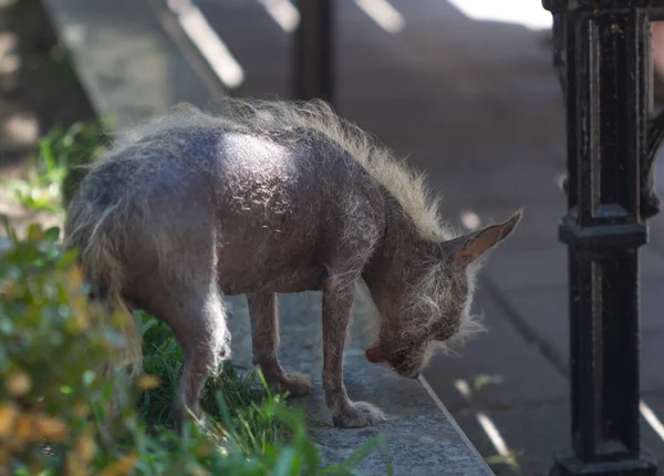 Perro Cresta Chino Sin Pelo Con Lengua Sobresaliente Aire Libre — Foto de Stock