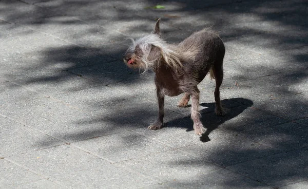 Cão Sem Pêlos Chinês Crested Com Língua Saliente Livre Parque — Fotografia de Stock