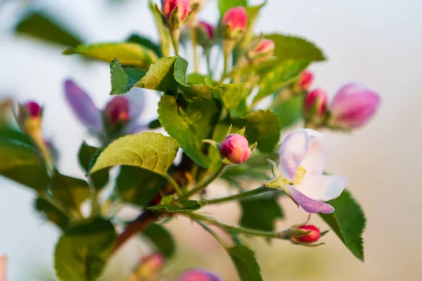 Mavi Gökyüzünün Arka Planında Çiçek Açan Elma Bahar Zamanı — Stok fotoğraf