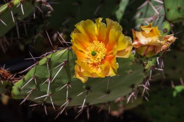 Çiçekli kaktüs. Büyük sarı çiçekler kapanıyor.