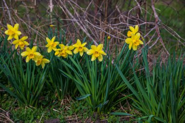 Ev bahçesinde çiçek açan nergisler.