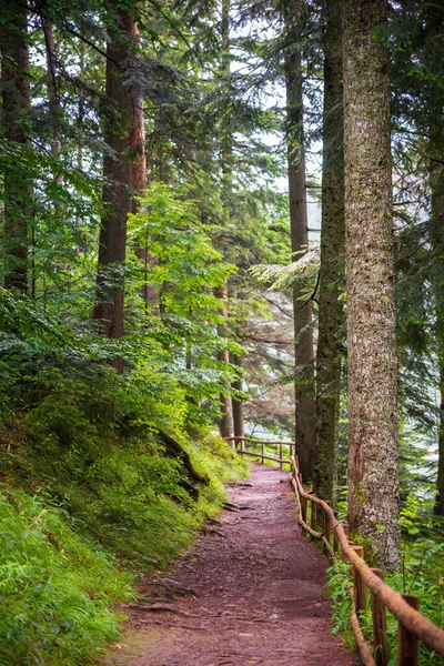 Hermoso Bosque Por Mañana Hora Verano Cárpatos — Foto de Stock