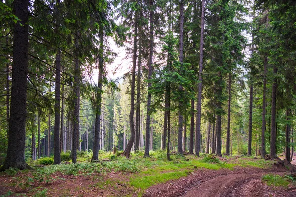 Schöner Wald Morgen Sommerzeit Karpaten — Stockfoto