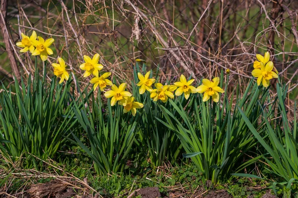 Blommande Påskliljor Hemträdgården Vår Tid — Stockfoto