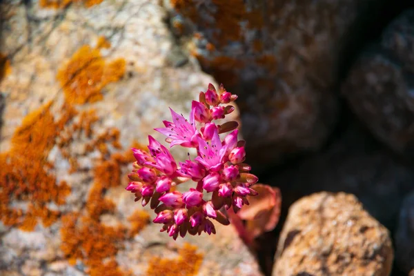 Schöne Rosa Blumen Sedum Album Den Bergen Sukkulente Pflanze — Stockfoto