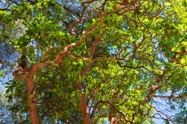 Çilek ağacı. Zengin portakal kırmızısı kabuğuyla ebediyen yeşil ağaç.