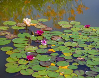 Gölette güzel nilüfer çiçekleri açar.