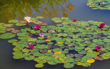 Gölette güzel nilüfer çiçekleri açar.