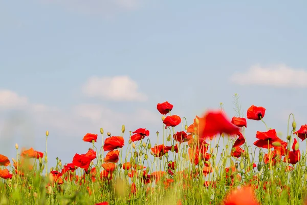 Feld Der Roten Mohnblumen Nahaufnahme — Stockfoto