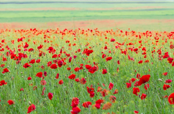 Feld Der Roten Mohnblumen — Stockfoto