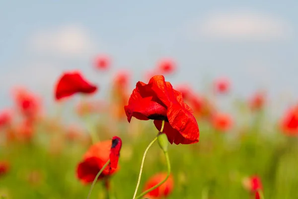 Veld Van Rode Papaver Bloemen Close — Stockfoto