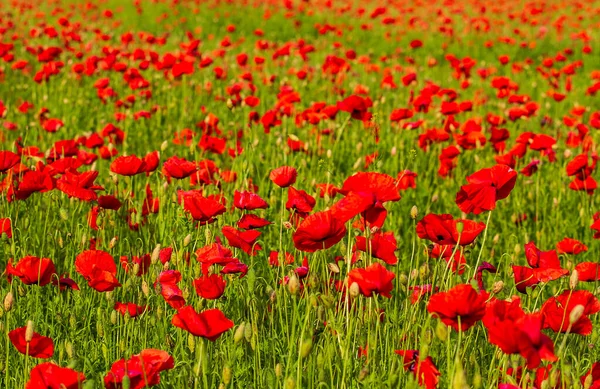 Veld Van Rode Papaver Bloemen Close — Stockfoto