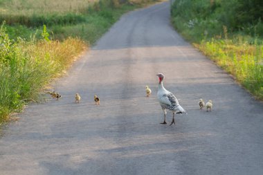 Yürüyüşe çıkmış ördek yavrusuyla evcil hindi kuşu. Güneşli bir günde, sabahın erken saatlerinde tarlalar arasındaki yol.