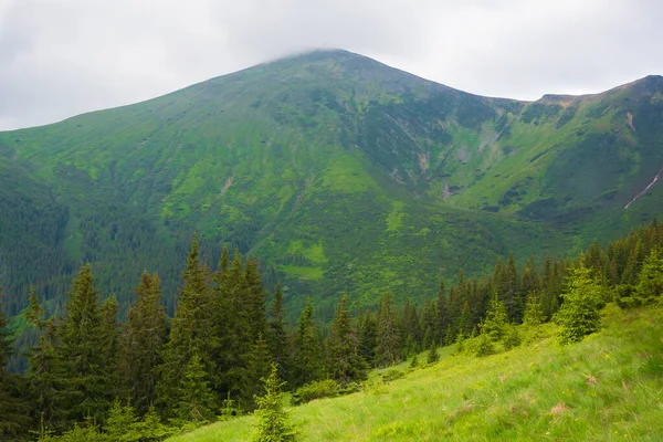 Hermoso Bosque Las Montañas Los Cárpatos Hora Verano — Foto de Stock