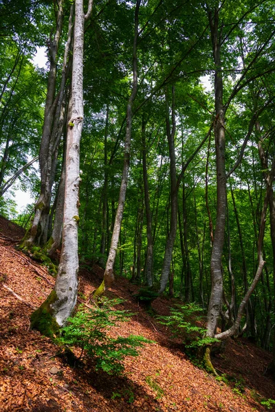 Hermoso Bosque Por Mañana Hora Verano Cárpatos —  Fotos de Stock