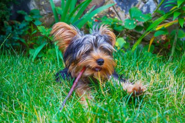 Yorkshire teriyeri köpek yavrusu çimleri kemiriyor.