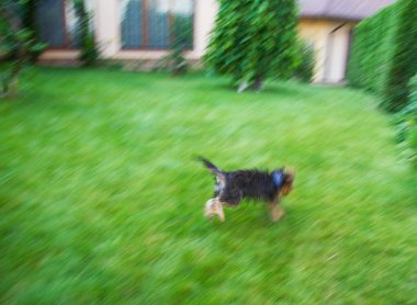 Yorkshire Teriyeri köpek yavrusu çimlerde oynaşıyor, bulanık odak